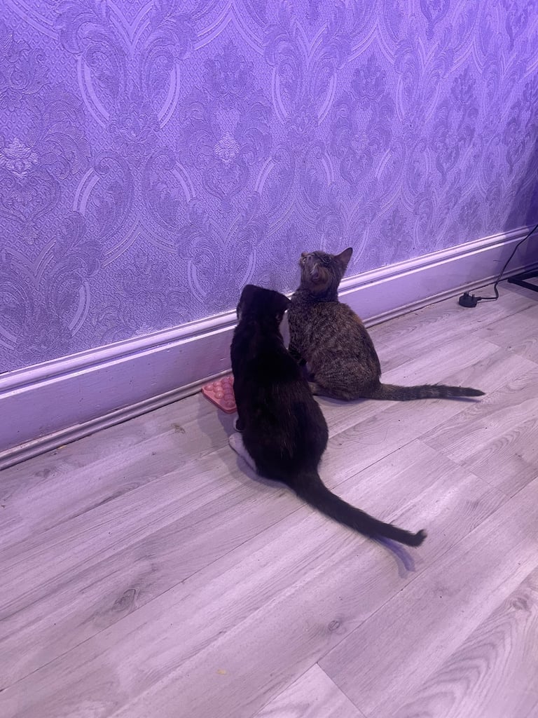 Tuxedo and tabby kitten