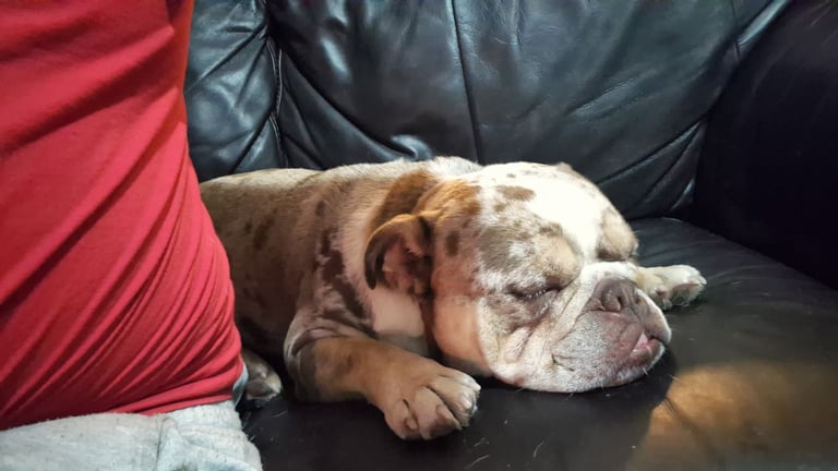 English Bulldog 