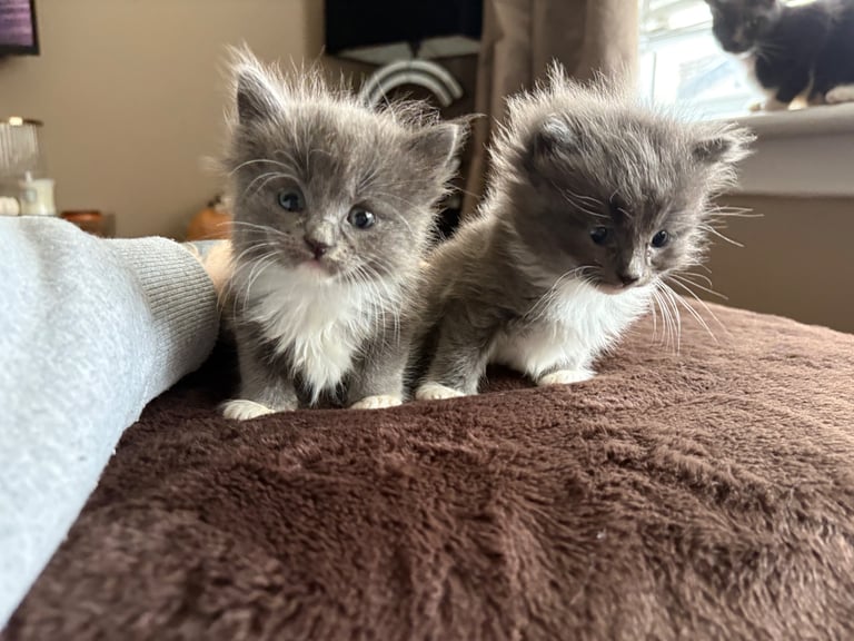 Beautiful Russian blue x British shorthair kittens 