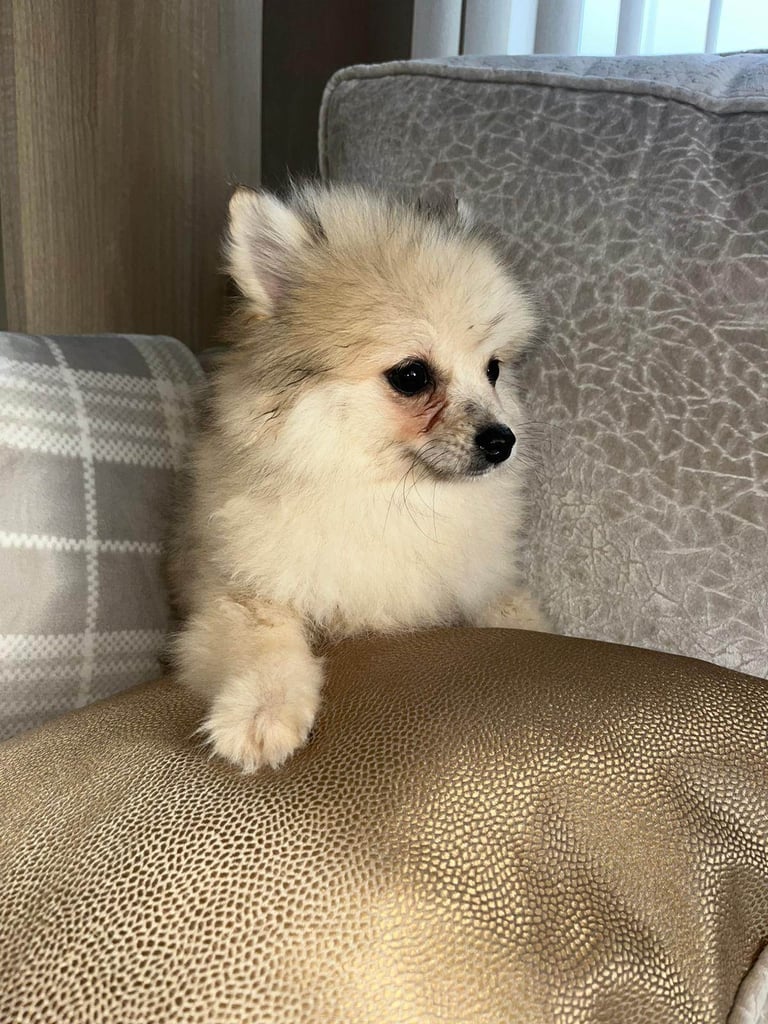 Miniature Pomeranian puppy 