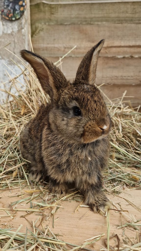 Gorgeous baby rabbits looking for their loving homes