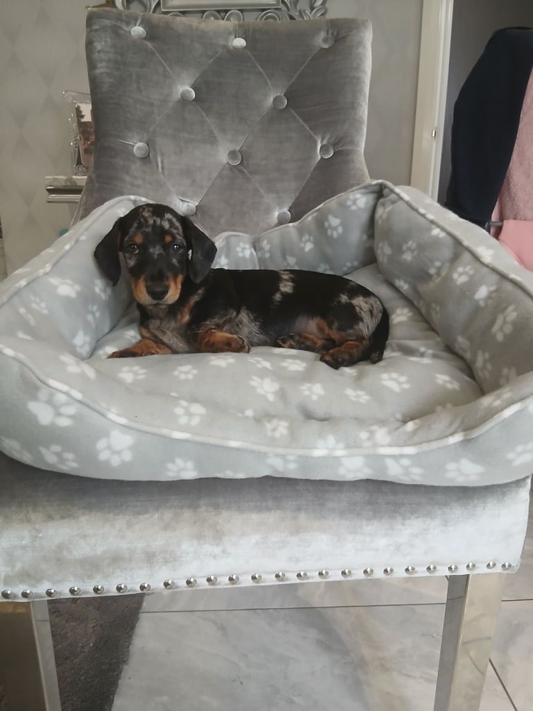Dachshund puppy 