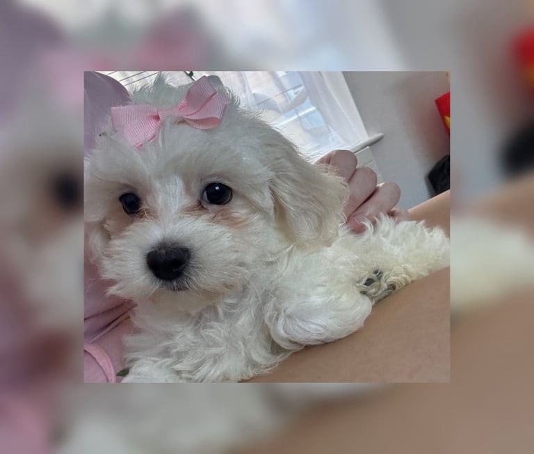 Maltese puppy