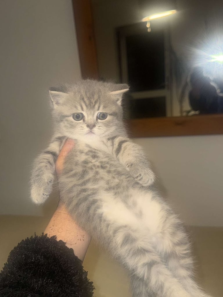 RARE COLOURPOINT BRITISH SHORT HAIR KITTENS FOR SALE