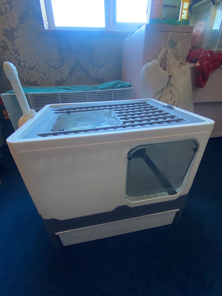 Kitten litter white and grey 