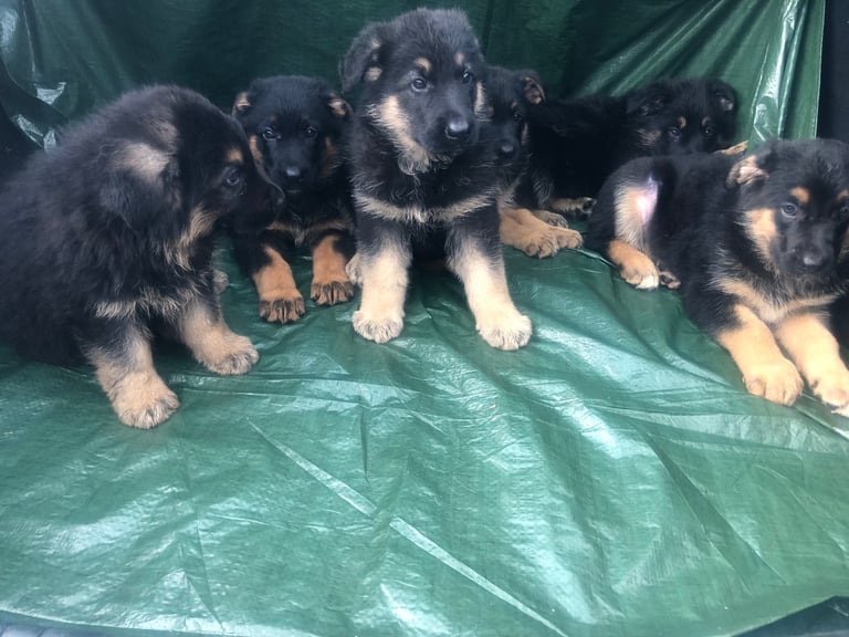 German shepherd puppies