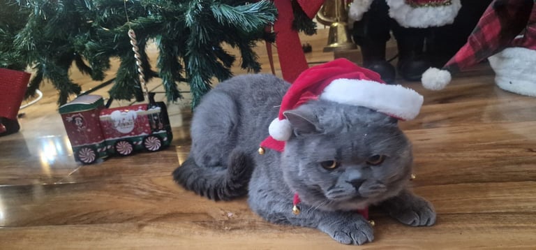  British Shorthair kittens ready to go
