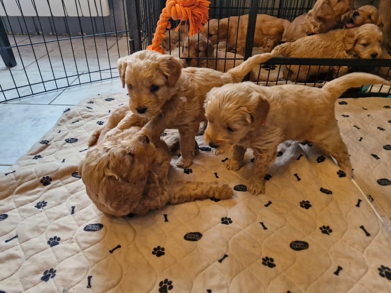 Miniature F1 Goldendoodles