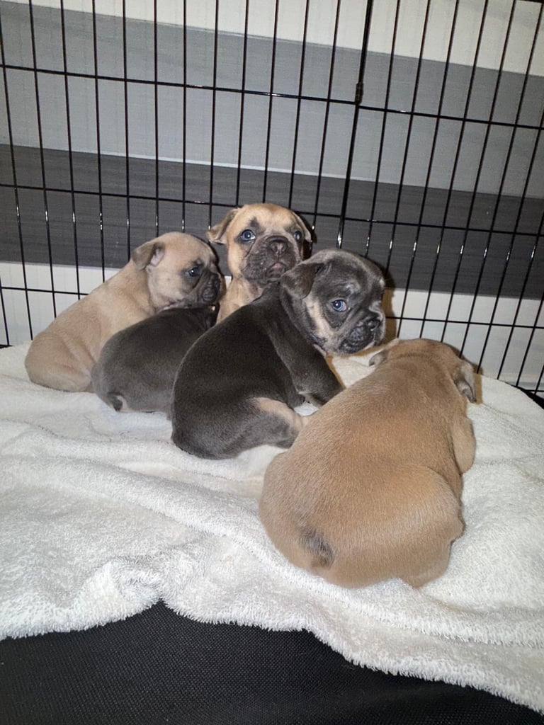 French Bulldog Puppies KC Reg