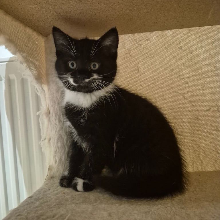 Adorable tabby kittens 