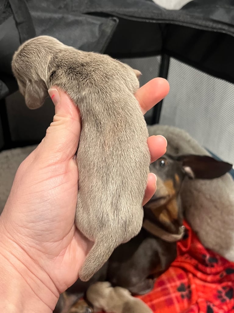 Dachshund miniature puppies 