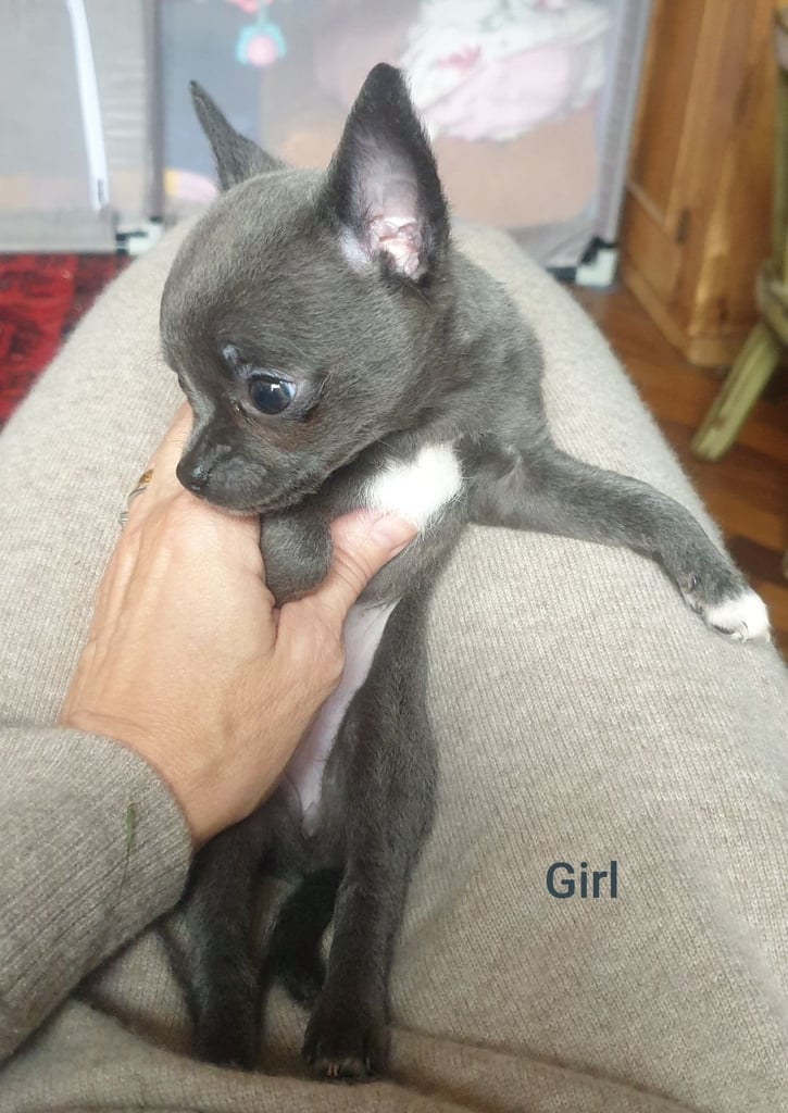 Pure Chihuahua lilac pupies