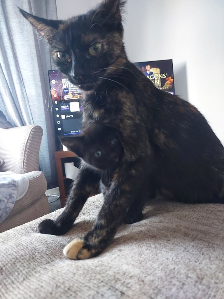 1yr old sisters for rehoming 