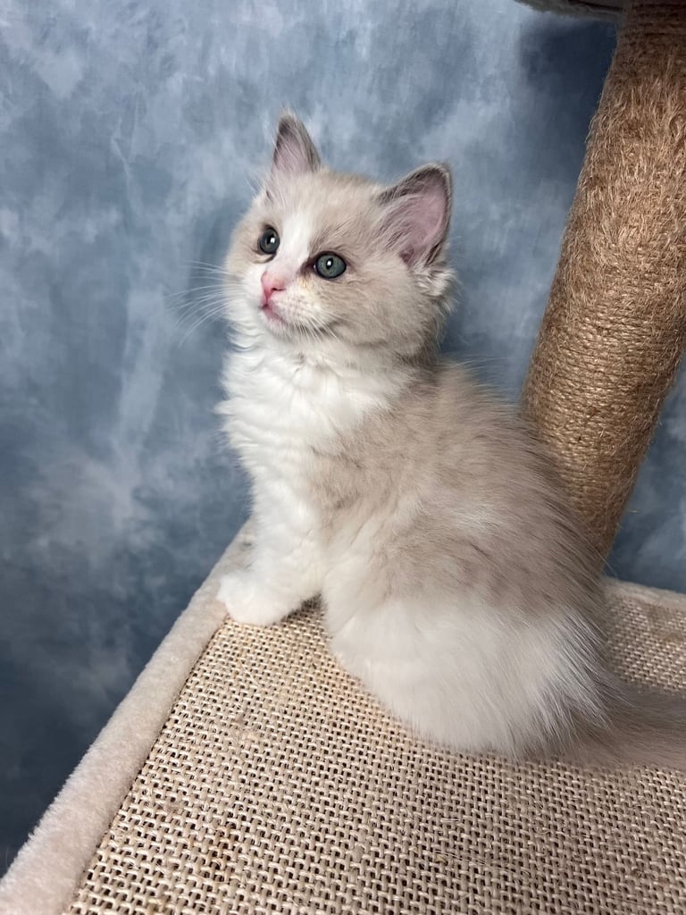 Super Rare green-eyed light mink ragdoll girl Ready now