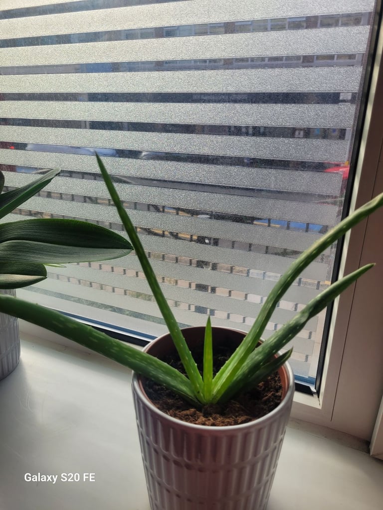 image for Aloe Vera plant in the grey ceramic pot 