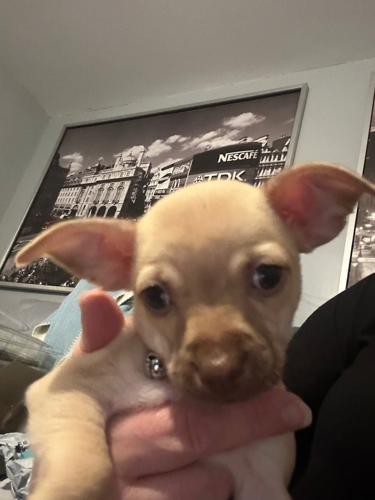 9 week Chihuahua puppies