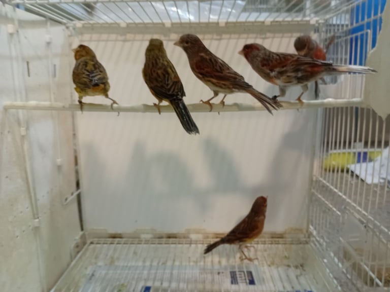 Canary 