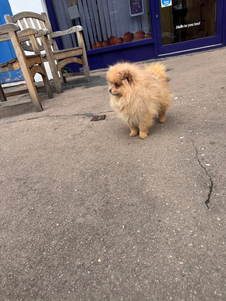 Small teddy Pomeranian puppy boy (brown) 