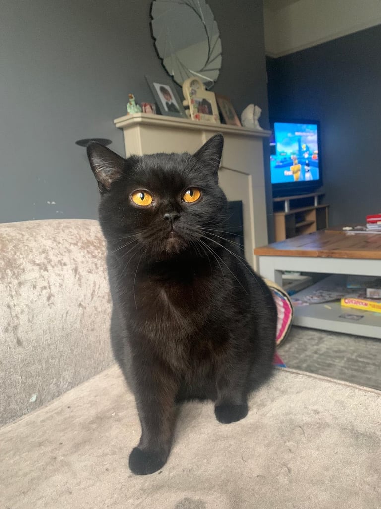 Beautiful British Shorthair 