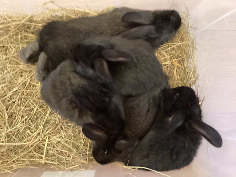 Baby rabbits 