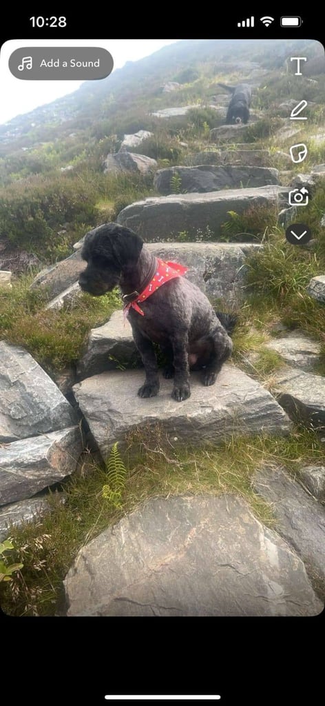 Gorgeous Cock-a-tzu girl