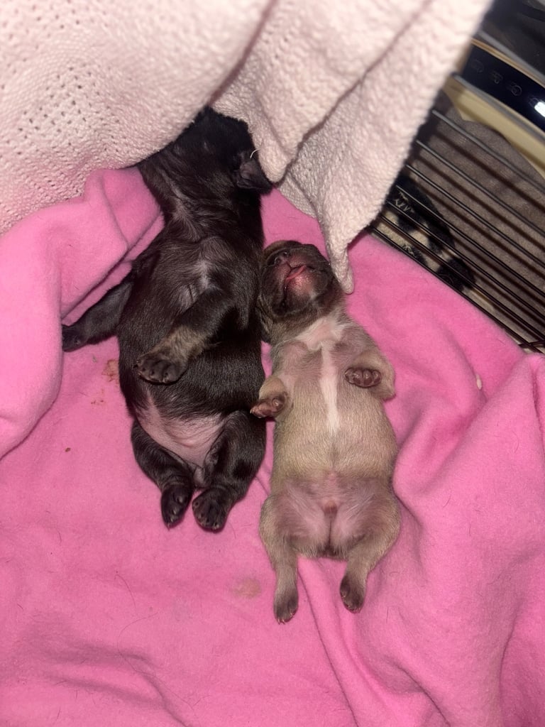K c Frenchie puppies 