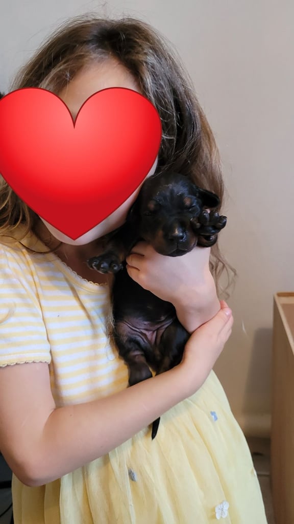 *all gone* Stunning KC reg Dobermann puppies 