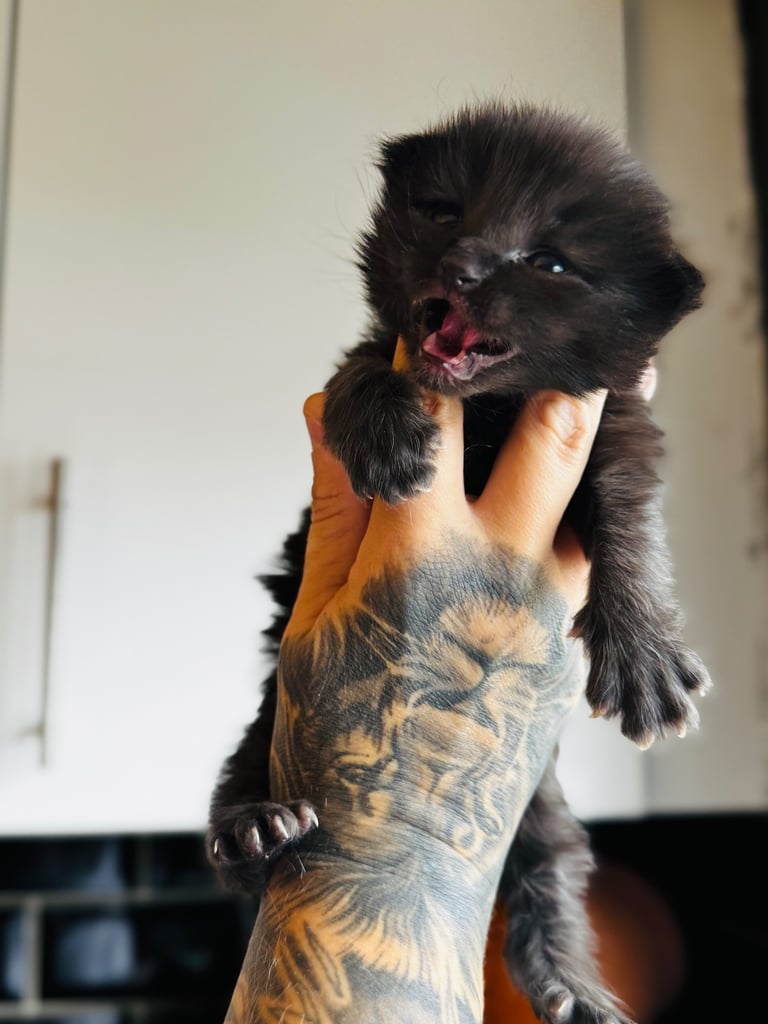 Ragcoon Kittens