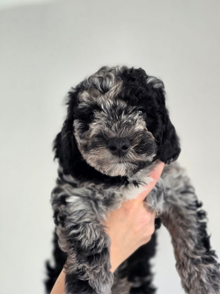 Gorgeous Merle Schnoodle Puppies