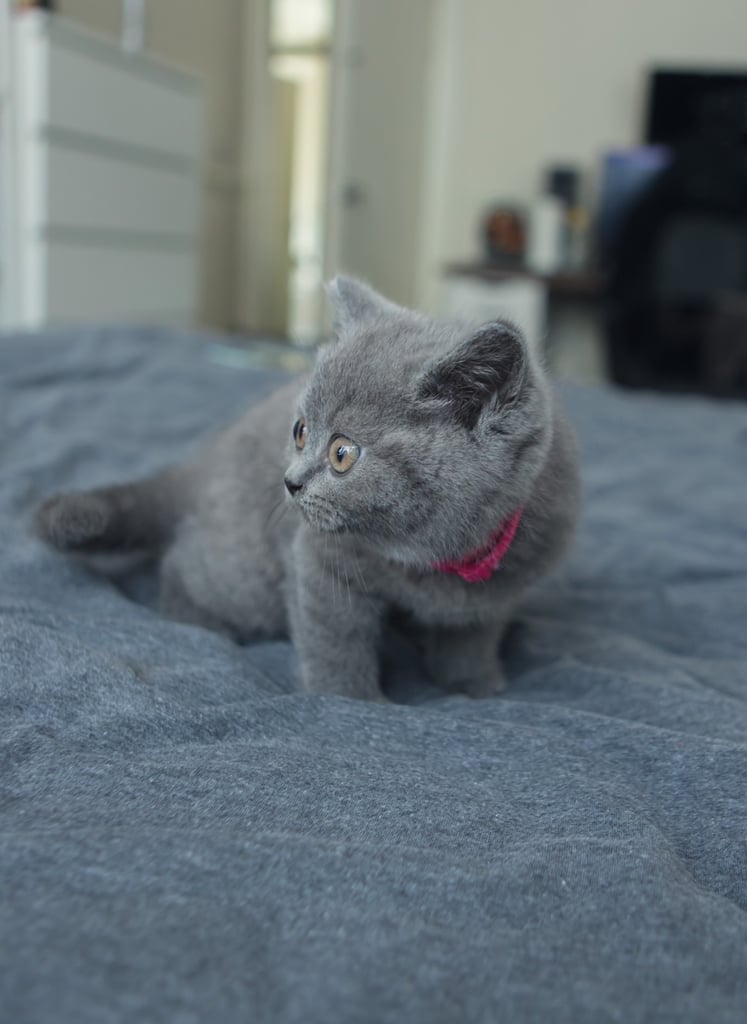 British Shorthair Kittens for sale 