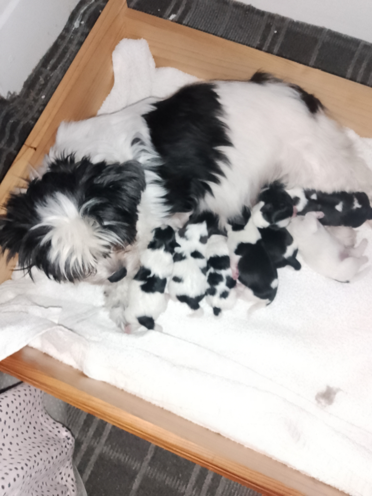 Havanese puppies best sale for sale gumtree