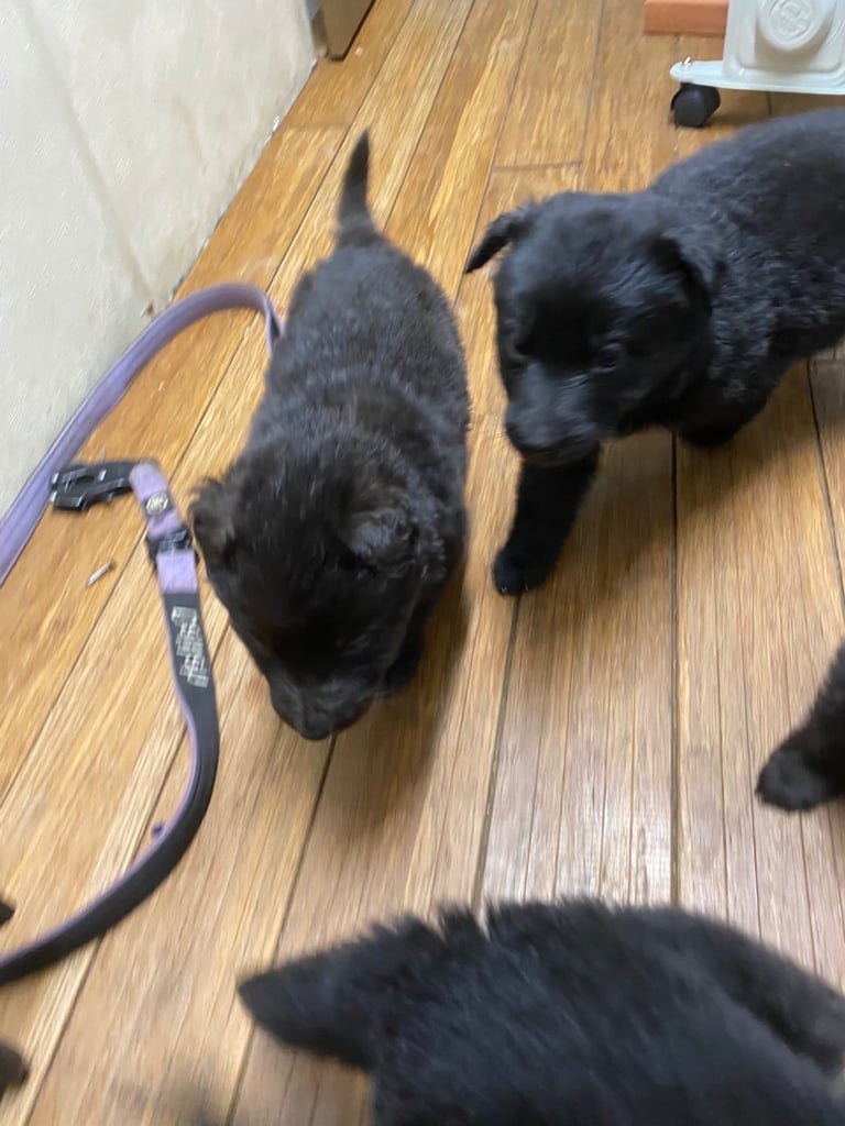 GERMAN SHEPHARD PUPPIES READY TO GO IN 1 WEEK