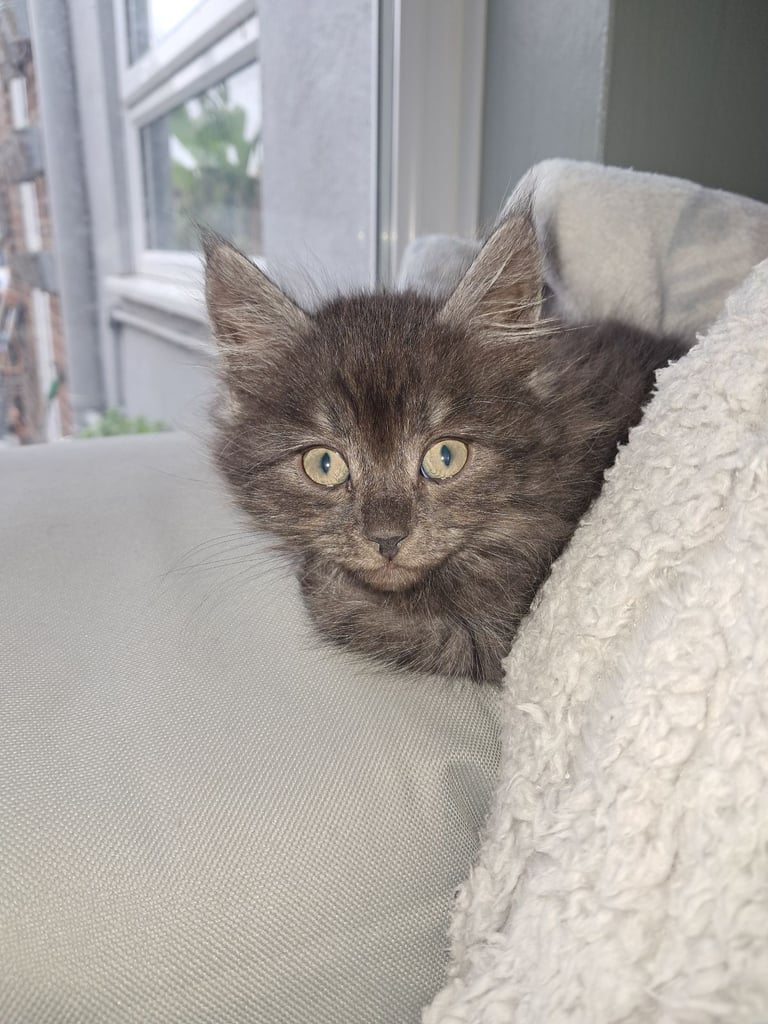 2 gorgeous kittens looking for forever home 