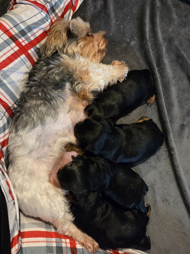 Biewer/Yorkie
