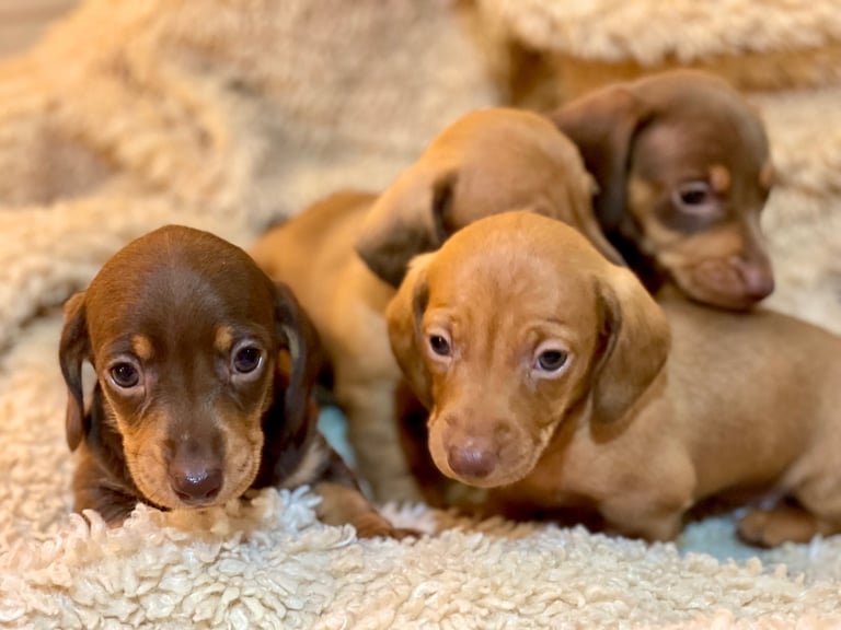 Miniature Dachshund Puppies