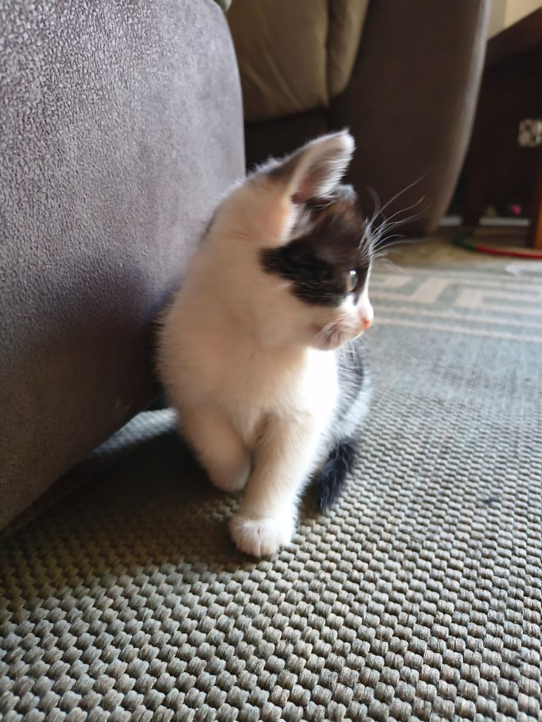 Female kitten