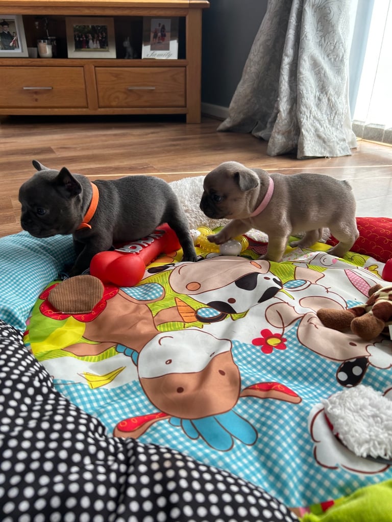 French bulldog puppies 🐾