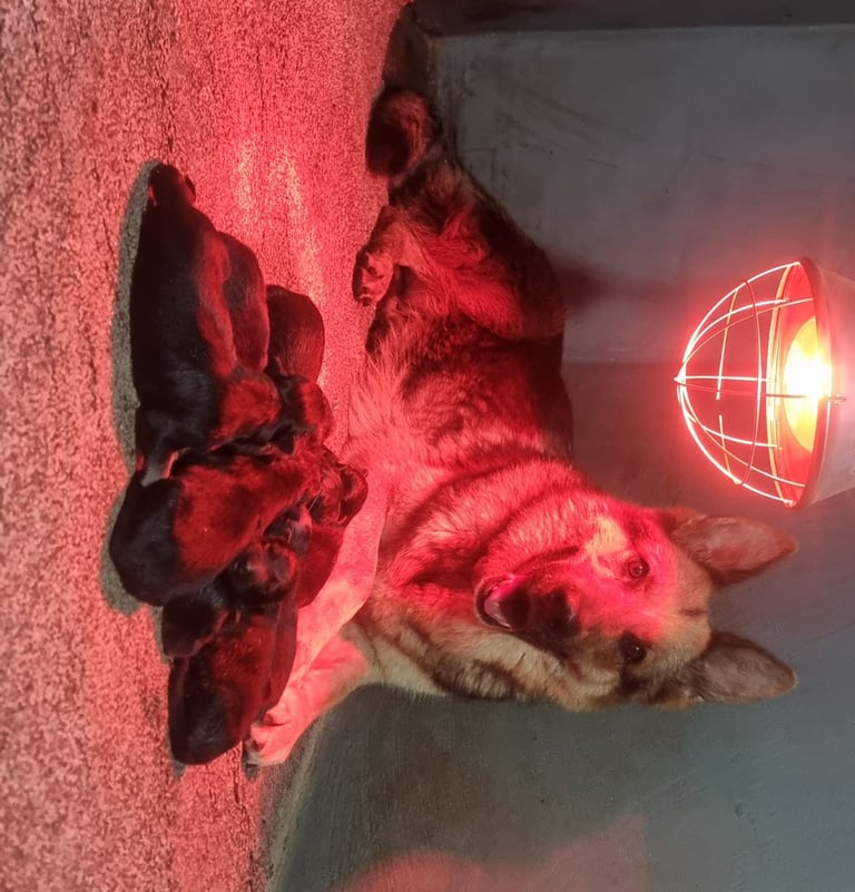 German Shepherd Puppies