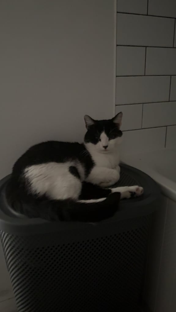 Cat for sale food toys carrier cat tree included 