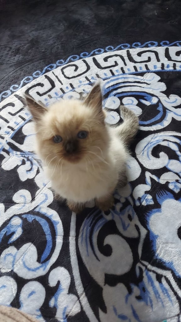 Ragdoll kittens 9 weeks