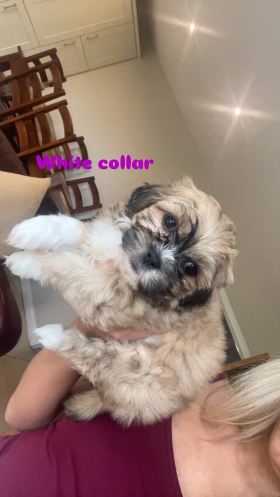 Kci Registered Bichon Frise Registered Breeders Shih Tzu Dogs