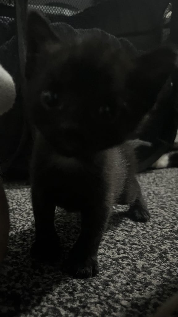 2 kittens 