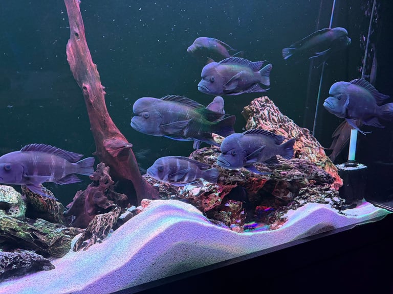 Frontosa Blue Zaire Moba 