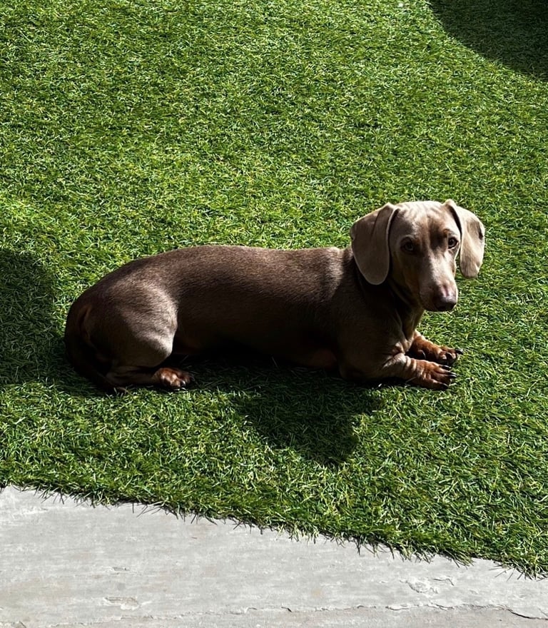Miniature dachshunds