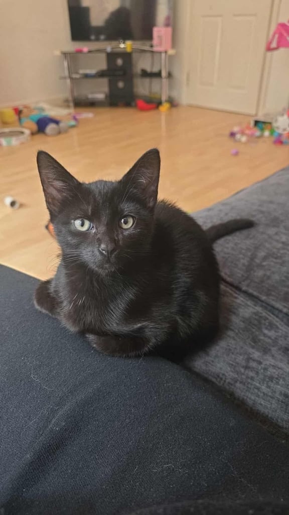 Jimmy - 3 Month Old Kitten