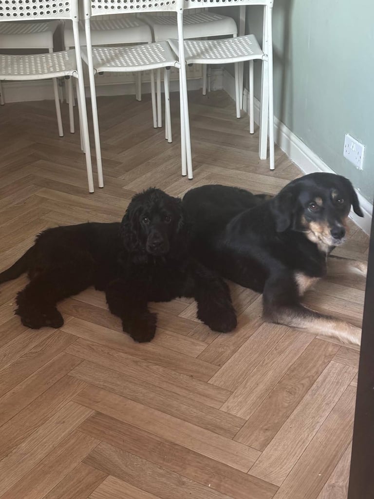 Mixed breed puppies 