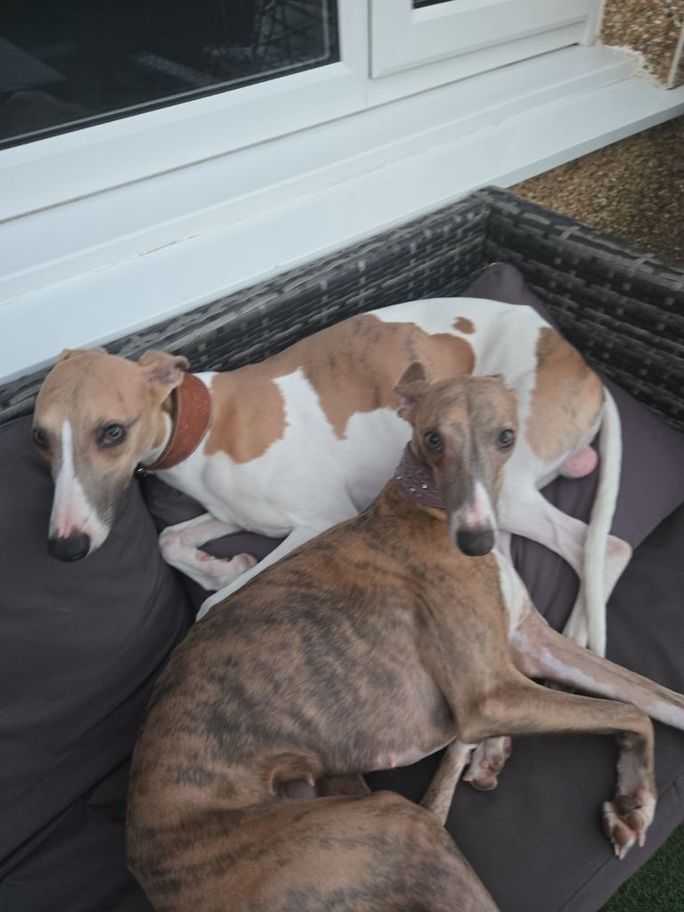 Whippet pups for sale 