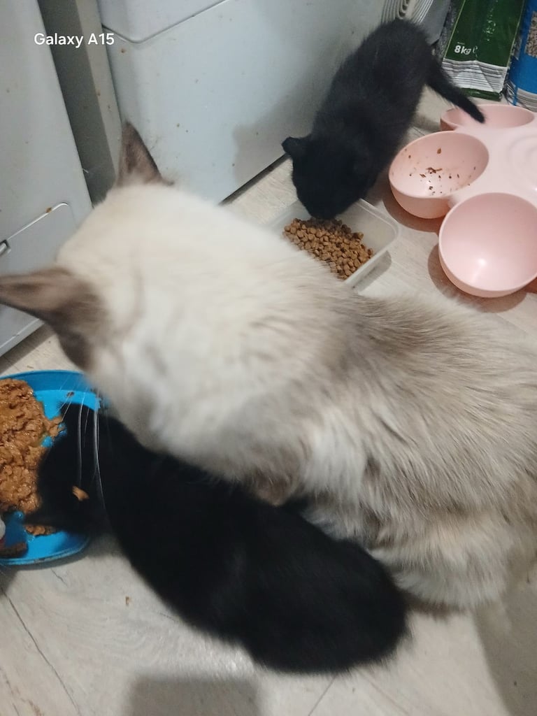 Beautiful mixed black and white ragdolls