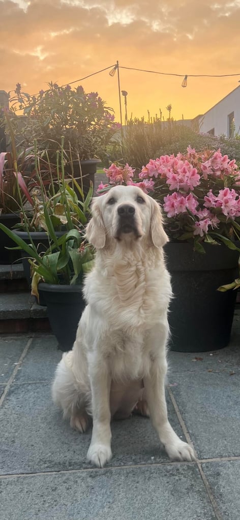 Golden Retriever puppies for sale 