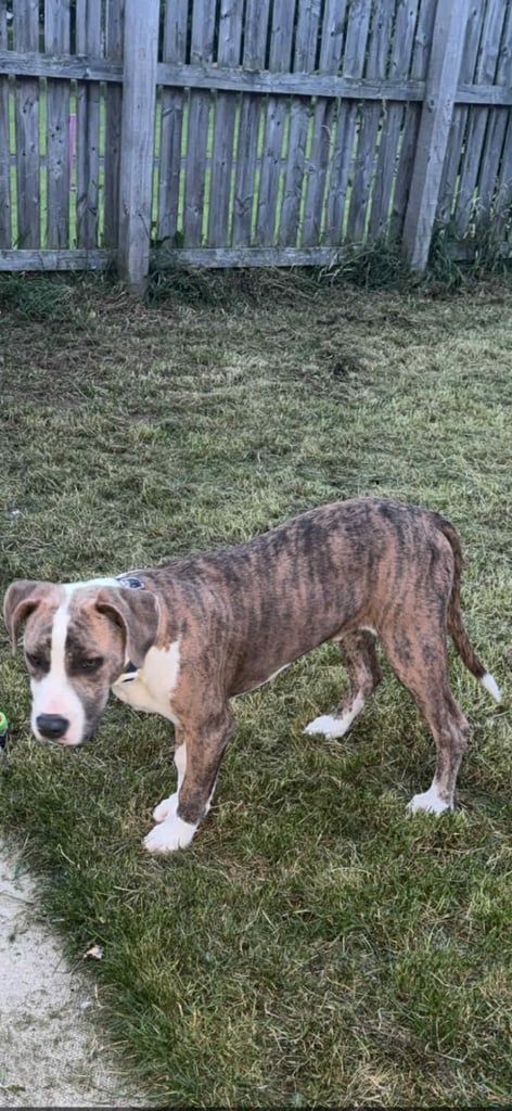 American bulldog cross staffie